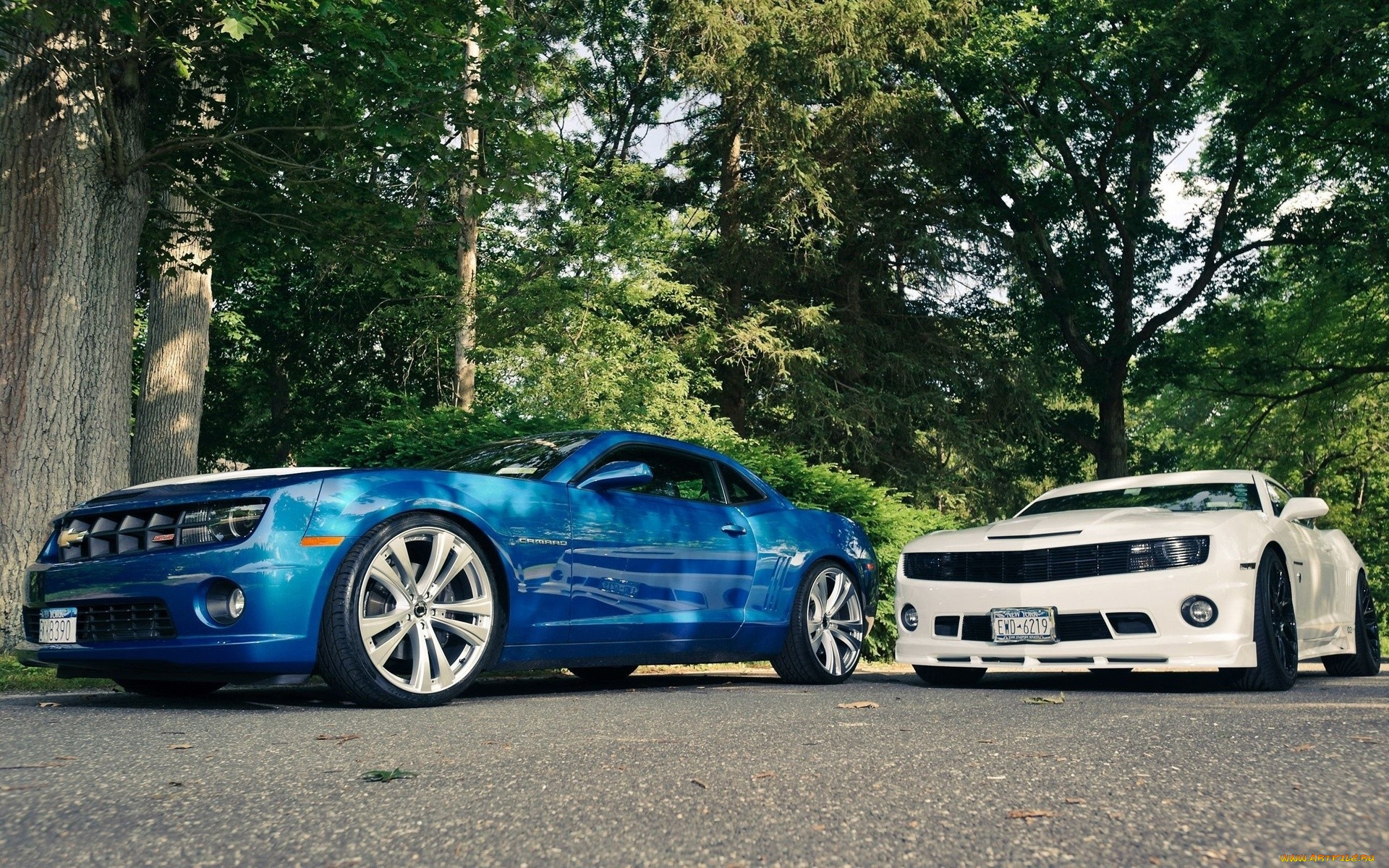 , camaro, , 